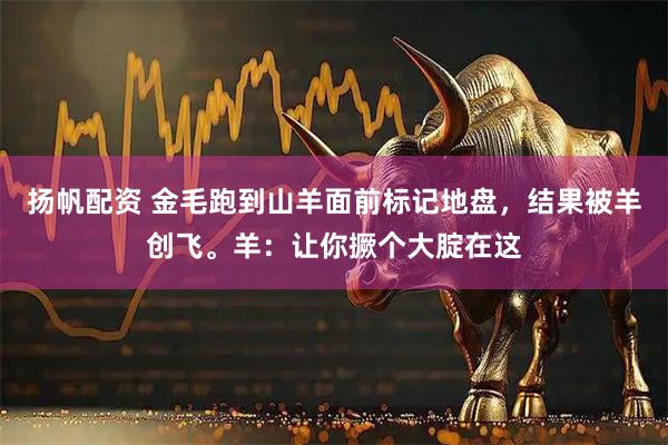 扬帆配资 金毛跑到山羊面前标记地盘,结果被羊创飞。羊:让你撅个大腚在这